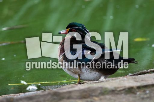 Brautente (4 von 6).jpg